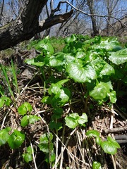 Parasenecio kamtschaticus