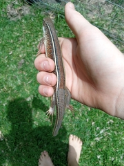 Gerrhosaurus nigrolineatus