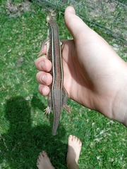 Gerrhosaurus nigrolineatus