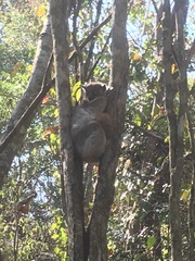 Lepilemur hubbardorum