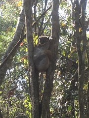 Lepilemur hubbardorum