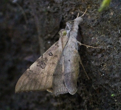 Oxyodes