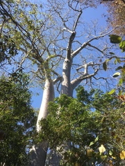 Adansonia