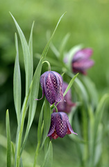 Fritillaria