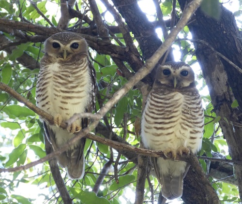 White-browed Owl (Athene superciliaris), photo 7