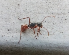 Polyrhachis bicolor
