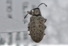 Myllocerina