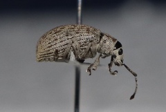 Myllocerina