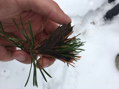 Herpotrichia juniperi