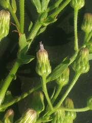 Laggera aurita