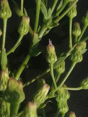 Laggera aurita