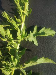 Laggera aurita