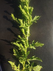 Laggera aurita