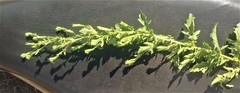 Laggera aurita