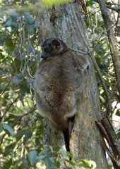 Lepilemur hubbardorum