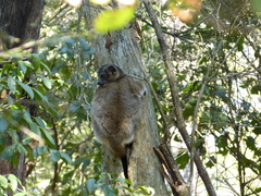 Lepilemur hubbardorum