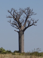 Adansonia