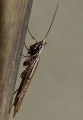 Tarachina