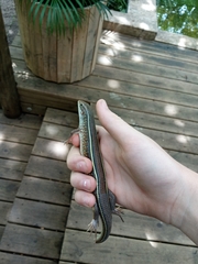 Gerrhosaurus nigrolineatus