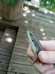 Gerrhosaurus nigrolineatus