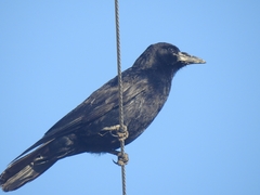 Corvus frugilegus
