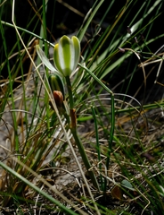 Albuca humilis