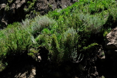 Bergbambos tessellata