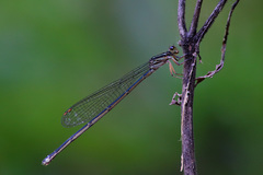 Pseudagrion ignifer