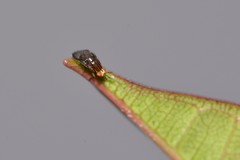 Steganopsis melanogaster