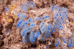 Clavelina australis