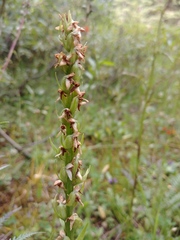 Platanthera dilatata albiflora