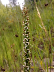 Platanthera dilatata albiflora