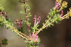 Adenanthos meisneri