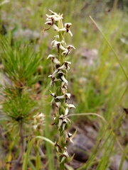 Platanthera dilatata albiflora