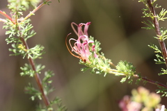 Adenanthos meisneri