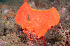 Echinoclathria leporina