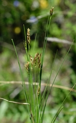 Carex distincta