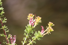 Adenanthos meisneri