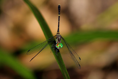 Nannophlebia eludens