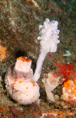 Halisarca australiensis