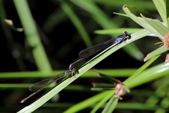 Pseudagrion ignifer