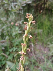 Platanthera dilatata albiflora