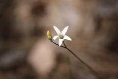 Orianthera campanulata