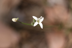 Orianthera campanulata