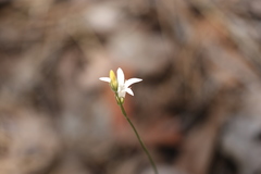 Orianthera campanulata