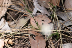 Orianthera campanulata