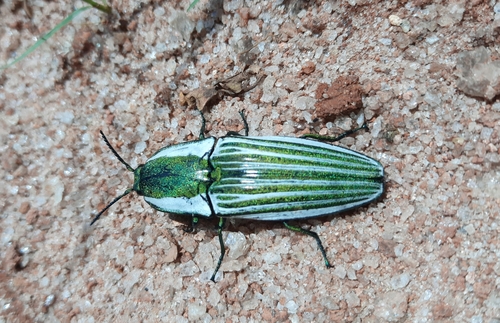 Chalcolepidius zonatus