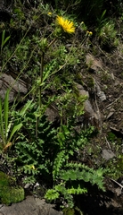 Berkheya macrocephala