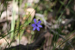 Agrostocrinum hirsutum