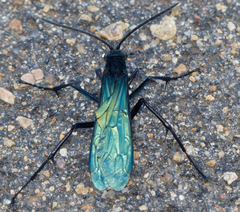 Batozonellus fuliginosus